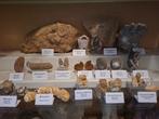 Oude fossielenverzameling, meer dan 25 stuks - Fossiele, Verzamelen