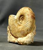 Prachtigste ammoniet op steen - Gefossiliseerd dier -