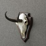 Gems Schedel Taxidermie Opgezette Dieren By Max, Verzamelen, Ophalen of Verzenden, Nieuw, Wild dier, Opgezet dier