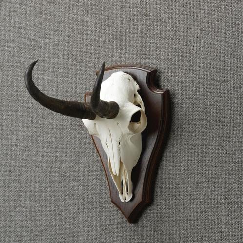 Gems Schedel Taxidermie Opgezette Dieren By Max, Verzamelen, Dierenverzamelingen, Opgezet dier, Nieuw, Wild dier, Ophalen of Verzenden