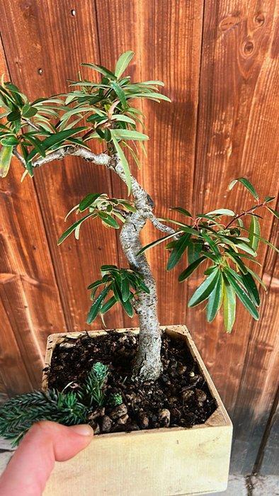 Vuurdoorn bonsai (Pyracantha) - Hoogte (boom): 35 cm -, Antiquités & Art, Curiosités & Brocante