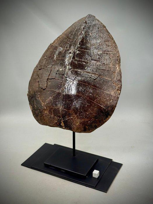 Oorspronkelijke fossiele schildpad - Fossiel rugschild -, Verzamelen, Mineralen en Fossielen