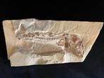 Poisson - Squelette fossile - Europhylis de tres grande, Collections