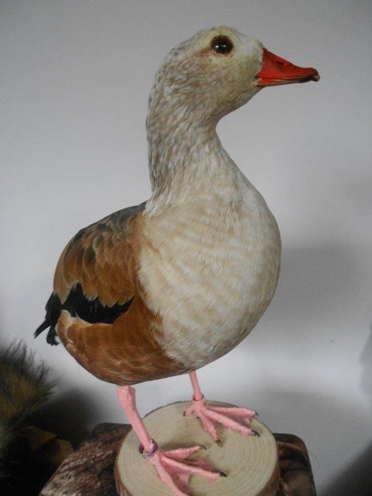 Eend Taxidermie volledige montage - Tadorna tadorna x, Verzamelen, Dierenverzamelingen
