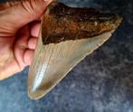 Megalodon - Fossiele tand - 10.3 cm - 7.8 cm, Verzamelen