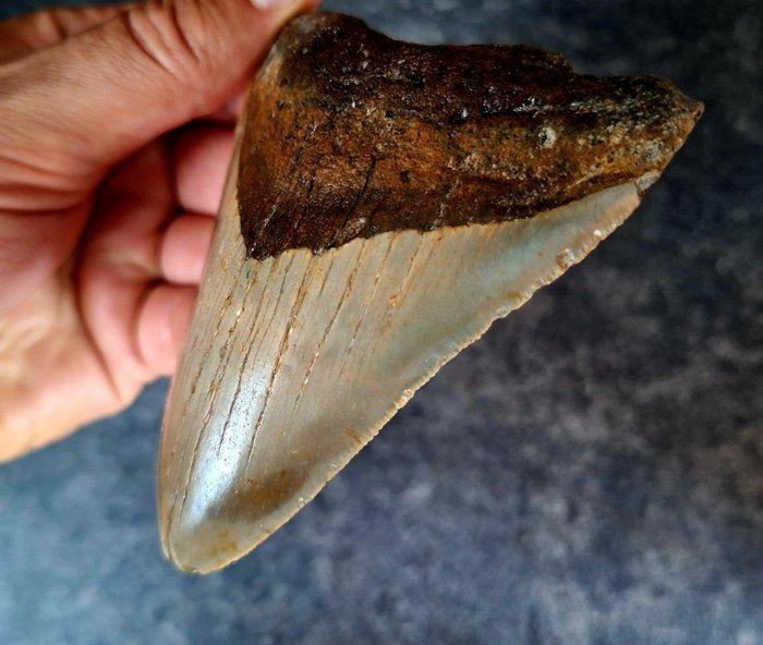 Megalodon - Fossiele tand - 10.3 cm - 7.8 cm, Verzamelen, Mineralen en Fossielen
