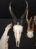 Springbok, geit, koe, reehert Schedel - Antidorcas