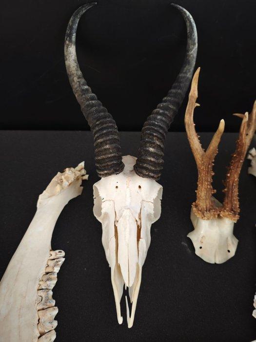 Springbok, geit, koe, reehert Schedel - Antidorcas, Collections, Collections Animaux
