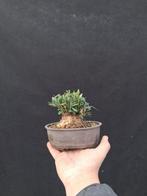 Olijfbonsai (shohin uit collectie) - Hoogte (boom): 9 cm -