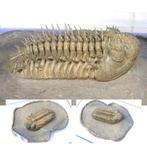 Doornige trilobiet - Fossiel rugschild - Drotops armatus -