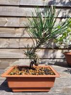 Pinus thumbergii bonsai (japanese Black pine) - Hoogte, Antiquités & Art, Art | Peinture | Classique