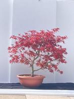 Japanese maple bonsai (Acer palmatum) - Hoogte (boom): 48 cm
