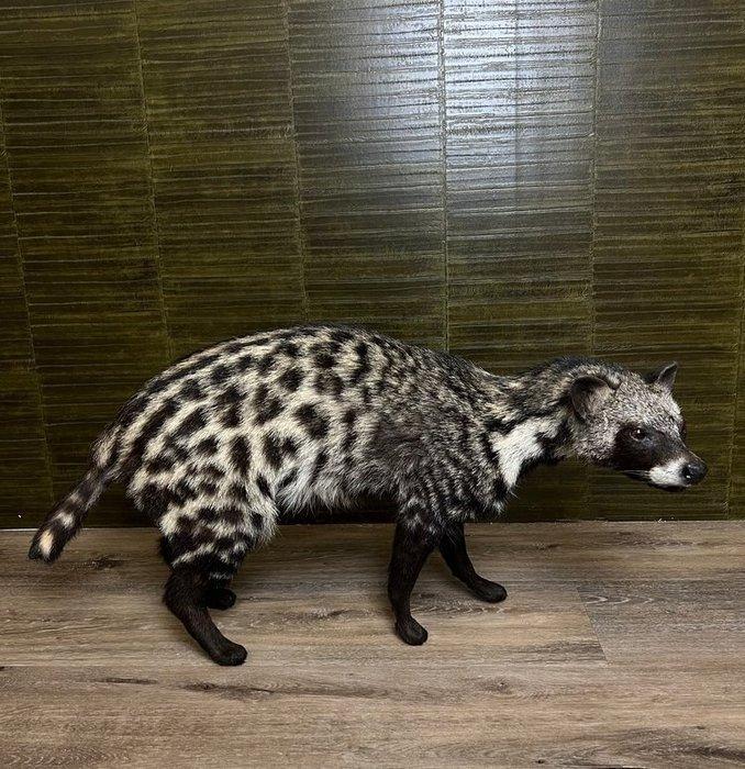 Afrikaanse civet Taxidermie volledige montage - Civettictis, Verzamelen, Dierenverzamelingen