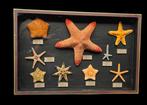 Museum collection of Indonesian starfish with their original, Nieuw
