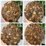 Fossil Ammonites composiet - Fossiel fragment - various, Verzamelen, Mineralen en Fossielen