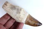 Mosasaurus - Gefossiliseerde kaak - Leiodon anceps - Fossil