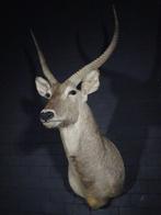 Waterbok Taxidermie wandmontage - Kobus ellipsiprymnus - 67, Verzamelen, Dierenverzamelingen, Nieuw