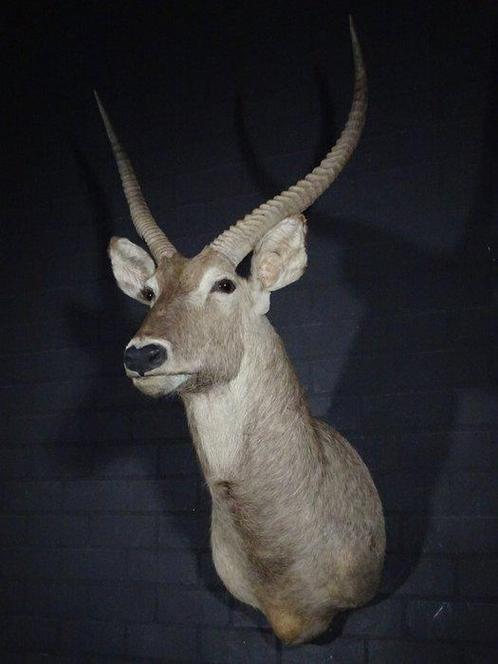 Waterbok Taxidermie wandmontage - Kobus ellipsiprymnus - 67, Verzamelen, Dierenverzamelingen