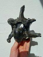 Steppewisent - Fossiel wervelbot - Bison priscus - 18 cm -