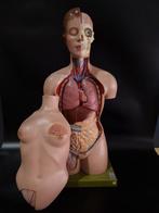 Anatomisch model - Somso - Plastiek - 1960-1970 - Volledige