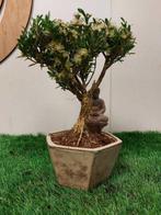 Palmboompje bonsai (Buxus sempervirens) - Hoogte (boom): 20, Antiek en Kunst