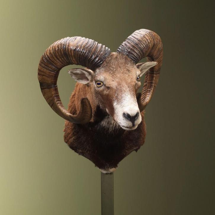 Moeflon Taxidermie Opgezette Dieren By Max, Verzamelen, Dierenverzamelingen, Opgezet dier, Nieuw, Wild dier, Ophalen of Verzenden
