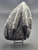 Orthoceras - Gefossiliseerd dier - 10 cm (Zonder