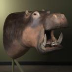 Nijlpaard Replica Taxidermie Opgezette Dieren By Max, Verzamelen, Ophalen of Verzenden, Nieuw, Wild dier, Opgezet dier