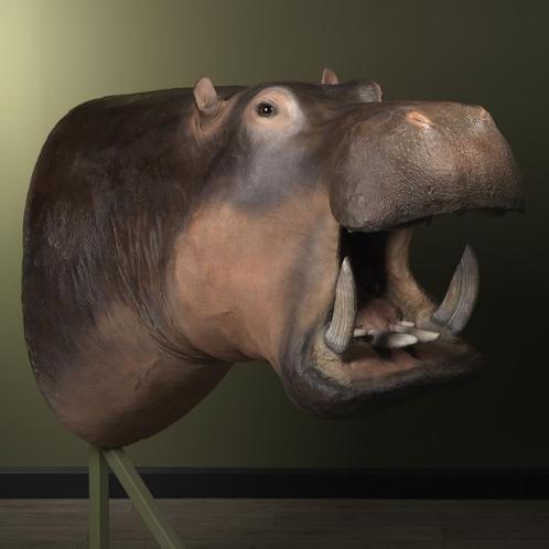 Nijlpaard Replica Taxidermie Opgezette Dieren By Max, Verzamelen, Dierenverzamelingen, Opgezet dier, Nieuw, Wild dier, Ophalen of Verzenden