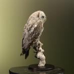 Laplanduil Taxidermie volledige montage - Strix nebulosa -, Verzamelen, Nieuw