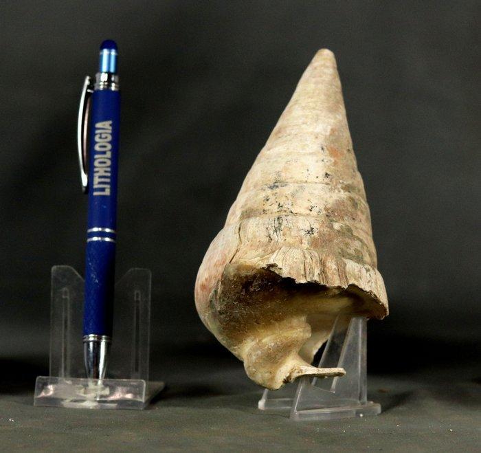 Een grote fossiele schelp - Uitstekende bewaring -, Verzamelen, Mineralen en Fossielen