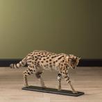 Serval Taxidermie Opgezette Dieren By Max, Collections, Collections Animaux, Opgezet dier, Ophalen of Verzenden