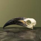 Grijze Tok M Schedel Taxidermie Opgezette Dieren By Max, Verzamelen, Ophalen of Verzenden, Nieuw, Vogel, Opgezet dier