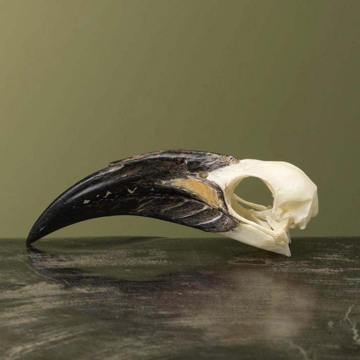 Grijze Tok M Schedel Taxidermie Opgezette Dieren By Max, Verzamelen, Dierenverzamelingen, Opgezet dier, Nieuw, Vogel, Ophalen of Verzenden