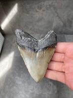 Megalodon - Fossiele tand - Carcharias Megalodon - 10.1 cm -, Verzamelen