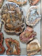 Big Lot HQ Petrified wood slabs 12,5 - 7 cm Kristalcluster-, Verzamelen