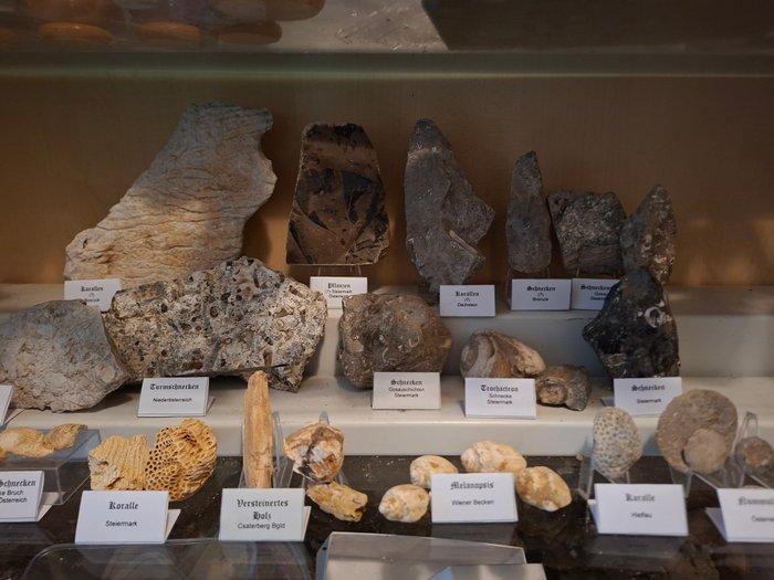 Oude fossielenverzameling, meer dan 30 stuks - Fossiele, Verzamelen, Mineralen en Fossielen