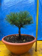 Den bonsai (Pinus) - Hoogte (boom): 25 cm - Diepte (boom):