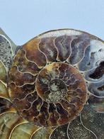 Ammoniet - Gefossiliseerde schelp - Aioloceras (Cleoniceras), Verzamelen