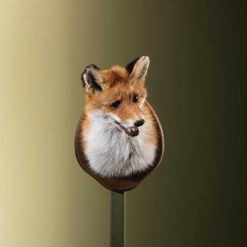 Vos Taxidermie Opgezette Dieren By Max, Verzamelen, Dierenverzamelingen, Opgezet dier, Nieuw, Wild dier, Ophalen of Verzenden