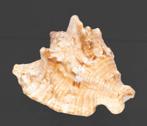 Verzamelaarsslak Strombius raninus / Taxidermie volledige, Nieuw