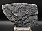 Fougère - Plante fossilisée - Alethopteris lonchitica