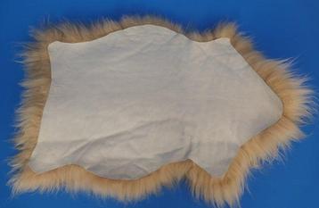 Mouton Peau d’étude - Ovis aries - 0 m - 100 cm - 60 cm -