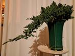 XL juniperus bonsai cascade in grote bonsaipot - Hoogte
