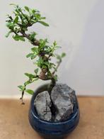 Fukien theeboom bonsai (Carmona retusa) - Hoogte (boom): 25