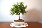 Crateagus-bonsai - Hoogte (boom): 35 cm - Diepte (boom): 32