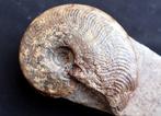 Ammoniet - Gefossiliseerde schelp - Harpoceras- Hildoceras -, Verzamelen, Mineralen en Fossielen