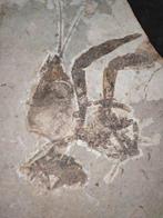 Een garnaal is zijn schil aan het pellen. - Gefossiliseerd, Verzamelen