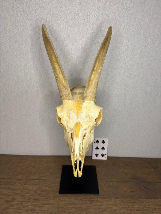 Geit Schedel op een standaard - Capra aegagrus hircus - 50, Verzamelen, Dierenverzamelingen