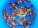 Marusaka 15-18cm  tosai mix (Japanse Koi), Ophalen of Verzenden, Nieuw